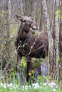 Single female Moose - Eurasian Elk Ã¢â¬â in a forest thicket in spring season Royalty Free Stock Photo